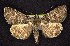  (Drasteria sabulosa - CNCNoctuoidea7761)  @14 [ ] Unspecified (default): All Rights Reserved  Unspecified Unspecified