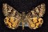  ( - CNCNoctuoidea7763)  @14 [ ] Unspecified (default): All Rights Reserved  Unspecified Unspecified