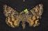  (Drasteria parallela - CNCNoctuoidea7767)  @14 [ ] Unspecified (default): All Rights Reserved  Unspecified Unspecified
