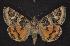  ( - CNCNoctuoidea7768)  @14 [ ] Unspecified (default): All Rights Reserved  Unspecified Unspecified