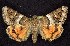  ( - CNCNoctuoidea7769)  @12 [ ] Unspecified (default): All Rights Reserved  Unspecified Unspecified
