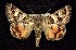  ( - CNCNoctuoidea7770)  @12 [ ] Unspecified (default): All Rights Reserved  Unspecified Unspecified