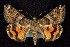  ( - CNCNoctuoidea7771)  @12 [ ] Unspecified (default): All Rights Reserved  Unspecified Unspecified