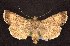  ( - CNCNoctuoidea7828)  @13 [ ] Unspecified (default): All Rights Reserved  Unspecified Unspecified