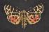  ( - CNCNoctuoidea10141)  @13 [ ] Unspecified (default): All Rights Reserved  Unspecified Unspecified