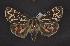  ( - CNCNoctuoidea10142)  @13 [ ] Unspecified (default): All Rights Reserved  Unspecified Unspecified