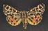  ( - CNCNoctuoidea10143)  @13 [ ] Unspecified (default): All Rights Reserved  Unspecified Unspecified