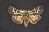  ( - CNCNoctuoidea10144)  @14 [ ] Unspecified (default): All Rights Reserved  Unspecified Unspecified