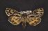  ( - CNCNoctuoidea10161)  @13 [ ] Unspecified (default): All Rights Reserved  Unspecified Unspecified