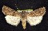  ( - CNCNoctuoidea7844)  @14 [ ] CreativeCommons - Attribution (2010) Unspecified Centre for Biodiversity Genomics
