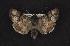  (Sympistis saundersiana - CNCNoctuoidea7938)  @14 [ ] CreativeCommons - Attribution (2010) Unspecified Centre for Biodiversity Genomics