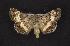  (Sympistis albifasciata - CNCNoctuoidea7939)  @14 [ ] CreativeCommons - Attribution (2010) Unspecified Centre for Biodiversity Genomics