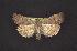  (Abagrotis - CNCNoctuoidea10846)  @15 [ ] CreativeCommons - Attribution (2010) Unspecified Centre for Biodiversity Genomics