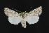  (Protogygia comstocki - CNCNoctuoidea11854)  @14 [ ] CreativeCommons - Attribution (2010) Unspecified Centre for Biodiversity Genomics