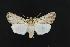  (Protogygia postera - CNCNoctuoidea11861)  @14 [ ] CreativeCommons - Attribution (2010) Unspecified Centre for Biodiversity Genomics