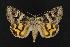  ( - CNCNoctuoidea11899)  @14 [ ] CreativeCommons - Attribution (2010) Unspecified Centre for Biodiversity Genomics