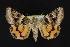  ( - CNCNoctuoidea11904)  @14 [ ] CreativeCommons - Attribution (2010) Unspecified Centre for Biodiversity Genomics