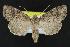  ( - CNCNoctuoidea11911)  @14 [ ] CreativeCommons - Attribution (2010) Unspecified Centre for Biodiversity Genomics
