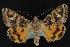  (Drasteria convergens - CNCNoctuoidea12015)  @15 [ ] CreativeCommons - Attribution (2010) Unspecified Centre for Biodiversity Genomics