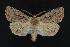  ( - CNCNoctuoidea12018)  @14 [ ] CreativeCommons - Attribution (2010) Unspecified Centre for Biodiversity Genomics
