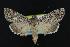  ( - CNCNoctuoidea12048)  @12 [ ] CreativeCommons - Attribution (2010) Unspecified Centre for Biodiversity Genomics