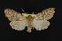  (Orthosia rubescens - CNCNoctuoidea12098)  @14 [ ] CreativeCommons - Attribution (2010) Unspecified Centre for Biodiversity Genomics
