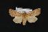  (Orthosia sp - CNCNoctuoidea12278)  @14 [ ] CreativeCommons - Attribution (2010) Unspecified Centre for Biodiversity Genomics