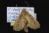  (Archanara geminipuncta - CNCNoctuoidea12353)  @13 [ ] CreativeCommons - Attribution (2010) Unspecified Centre for Biodiversity Genomics