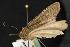  ( - CNCNoctuoidea12359)  @12 [ ] CreativeCommons - Attribution (2010) Unspecified Centre for Biodiversity Genomics
