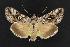  (Syngrapha altera - CNCNoctuoidea12594)  @15 [ ] CreativeCommons - Attribution (2010) Unspecified Centre for Biodiversity Genomics