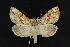  (Polychrysia esmeralda - CNCNoctuoidea12693)  @14 [ ] CreativeCommons - Attribution (2010) Unspecified Centre for Biodiversity Genomics