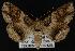 (Zale galbanata - CNCNoctuoidea12803)  @15 [ ] CreativeCommons - Attribution (2010) Unspecified Centre for Biodiversity Genomics