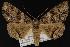  (Zale metatoides - CNCNoctuoidea12810)  @15 [ ] CreativeCommons - Attribution (2010) Unspecified Centre for Biodiversity Genomics