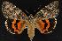  ( - CNCNoctuoidea12818)  @14 [ ] CreativeCommons - Attribution (2010) Unspecified Centre for Biodiversity Genomics