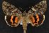  ( - CNCNoctuoidea12820)  @14 [ ] CreativeCommons - Attribution (2010) Unspecified Centre for Biodiversity Genomics