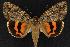  (Catocala umbrosa - CNCNoctuoidea12821)  @15 [ ] CreativeCommons - Attribution (2010) Unspecified Centre for Biodiversity Genomics