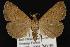  (Hypenula cacuminalis - CNCNoctuoidea12847)  @15 [ ] CreativeCommons - Attribution (2010) Unspecified Centre for Biodiversity Genomics