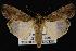  ( - CNCNoctuoidea12873)  @14 [ ] CreativeCommons - Attribution (2010) Unspecified Centre for Biodiversity Genomics