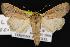  ( - CNCNoctuoidea12906)  @14 [ ] CreativeCommons - Attribution (2010) Unspecified Centre for Biodiversity Genomics
