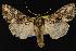 (Mniotype sp - CNCNoctuoidea12919)  @15 [ ] CreativeCommons - Attribution (2010) Unspecified Centre for Biodiversity Genomics