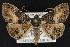  (Pseudanthracia - CNCNoctuoidea12930)  @15 [ ] CreativeCommons - Attribution (2010) Unspecified Centre for Biodiversity Genomics