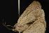  ( - CNCNoctuoidea12945)  @13 [ ] CreativeCommons - Attribution (2010) Unspecified Centre for Biodiversity Genomics
