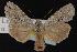  (Lithophane abita - CNCNoctuoidea12963)  @14 [ ] CreativeCommons - Attribution (2010) Unspecified Centre for Biodiversity Genomics
