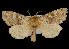  ( - CNCNoctuoidea12387)  @13 [ ] CreativeCommons - Attribution (2010) Unspecified Centre for Biodiversity Genomics