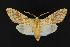  (Lophocampa caryae - LEP037880)  @14 [ ] Unspecified (default): All Rights Reserved  Unspecified Unspecified