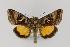  (Syngrapha ignea - LEP037951)  @14 [ ] Unspecified (default): All Rights Reserved  Unspecified Unspecified