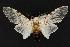  ( - CNCNoctuoidea13665)  @14 [ ] Unspecified (default): All Rights Reserved  Unspecified Unspecified