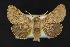  (Spilosoma pteridis - CNCNoctuoidea13676)  @14 [ ] Unspecified (default): All Rights Reserved  Unspecified Unspecified