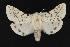  (Spilosoma dubia - CNCNoctuoidea13701)  @15 [ ] Unspecified (default): All Rights Reserved  Unspecified Unspecified