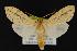  (Leucanopsis longa - CNCNoctuoidea13703)  @15 [ ] Unspecified (default): All Rights Reserved  Unspecified Unspecified